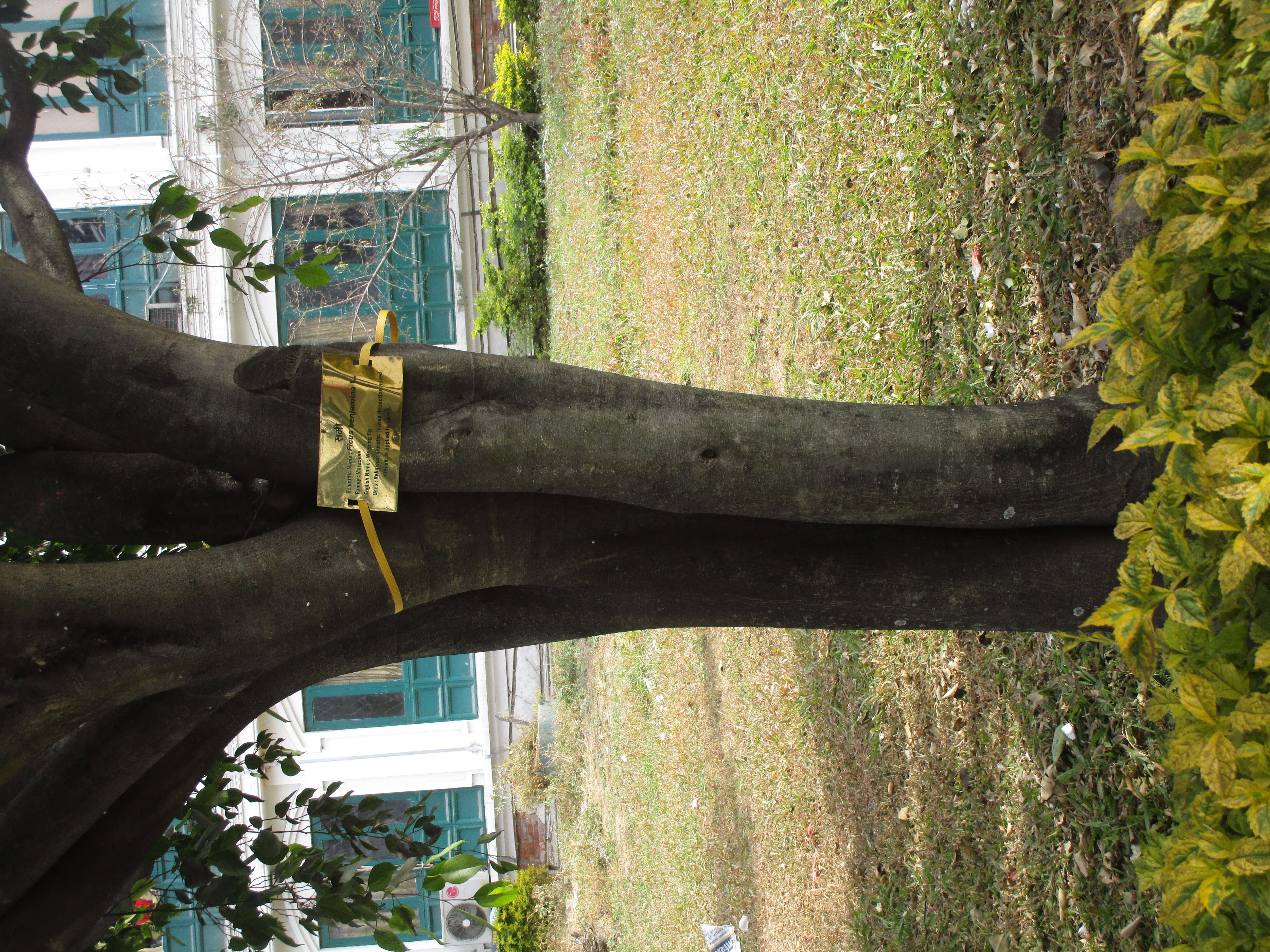 Image de Ficus benjamina L.