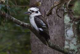 Image of Kookaburra