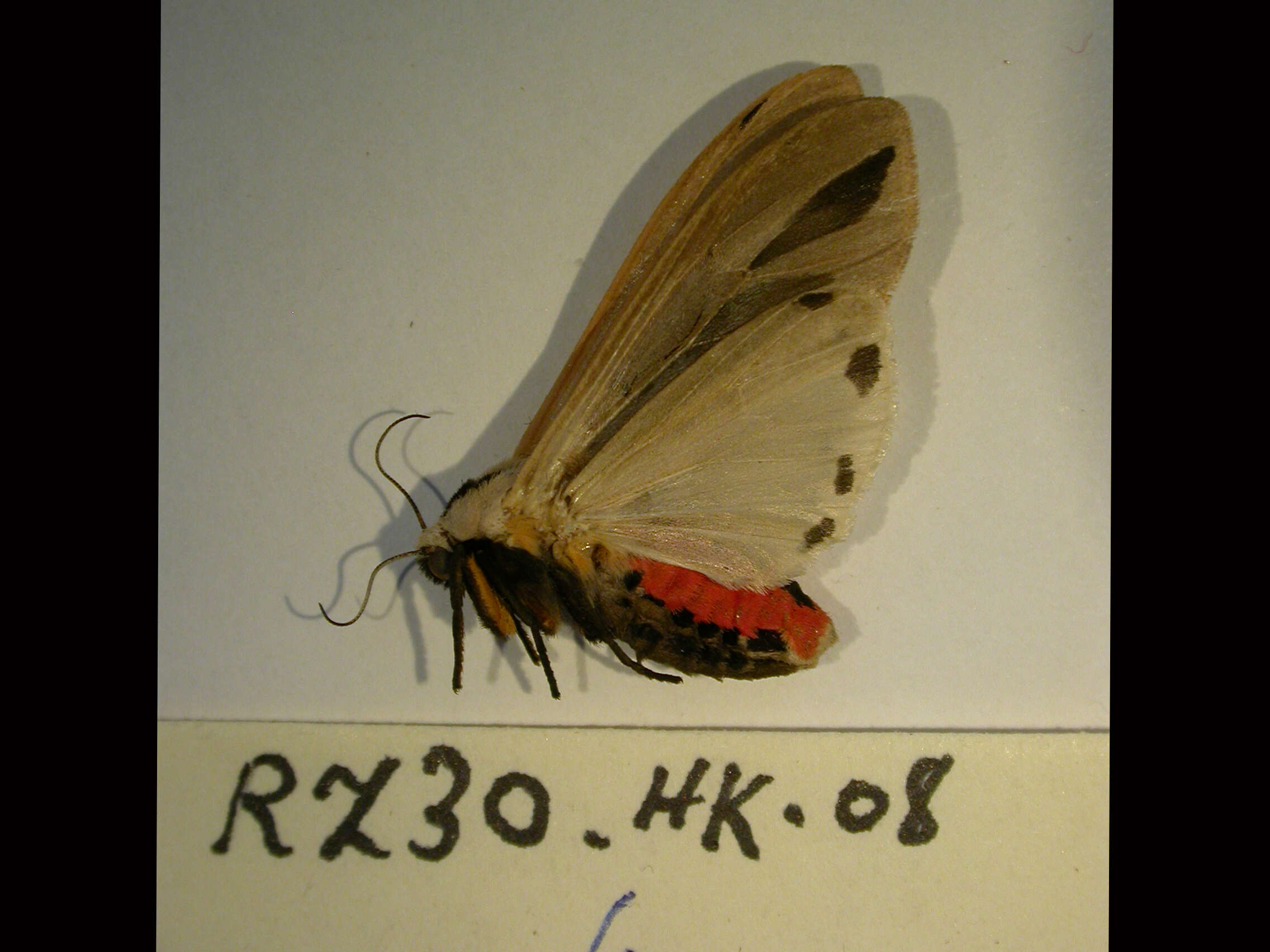 صورة Creatonotos gangis Linnaeus 1763