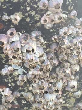 Image of Striped barnacle