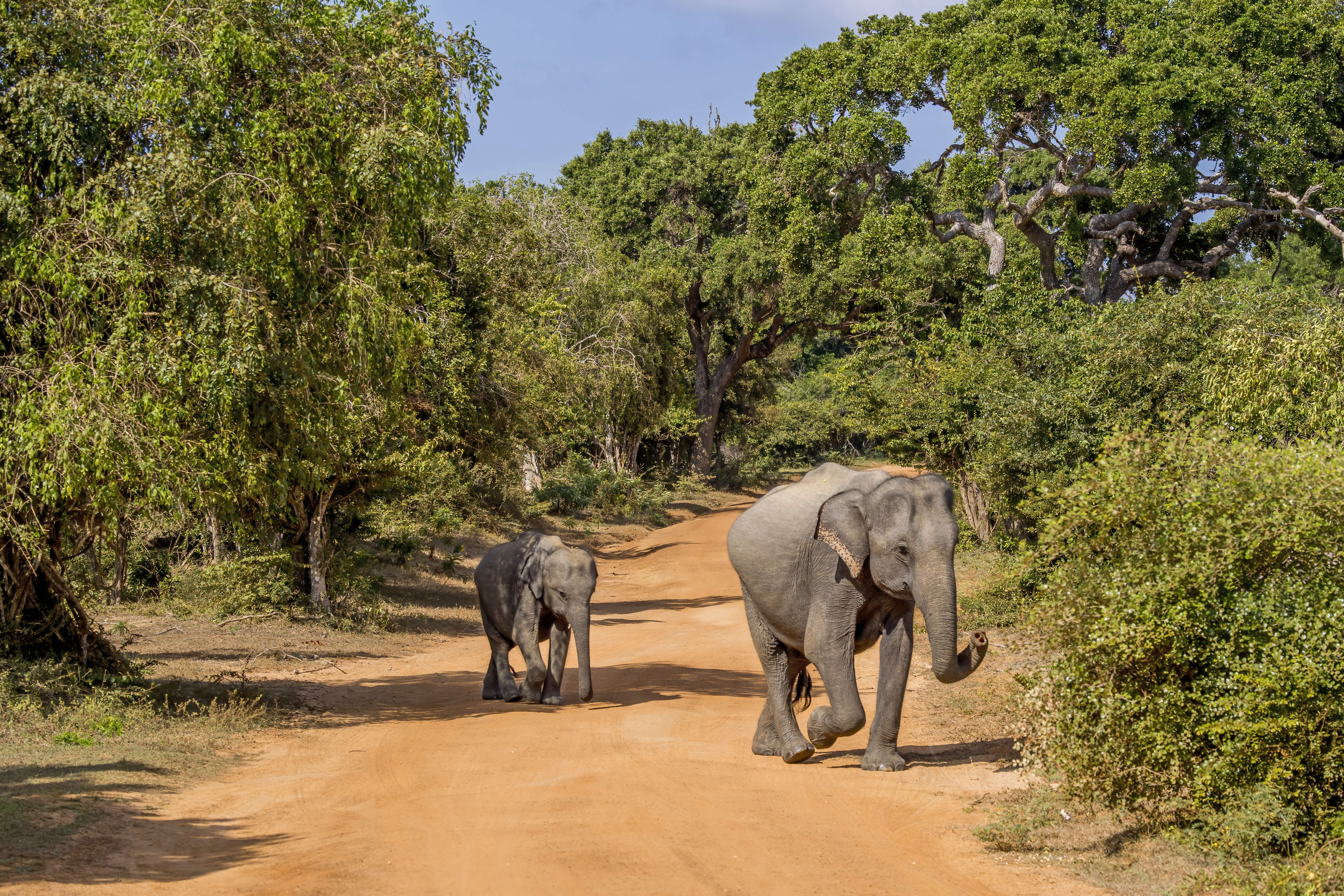 Image of Sri Lankan elephant