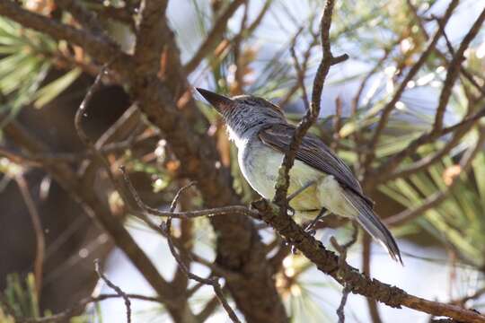 صورة Myiarchus tyrannulus (Müller & Pls 1776)