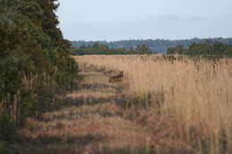 Image of Red wolf