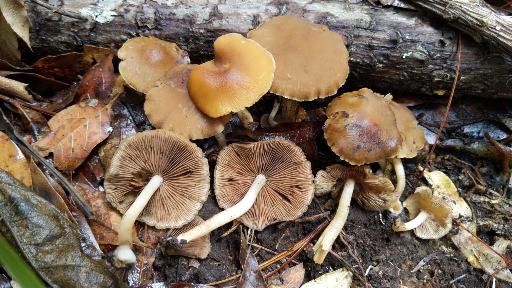 Image of Psathyrella piluliformis (Bull.) P. D. Orton 1969