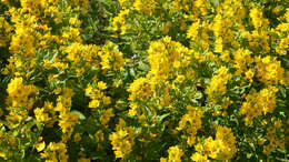 Image of Dotted Loosestrife