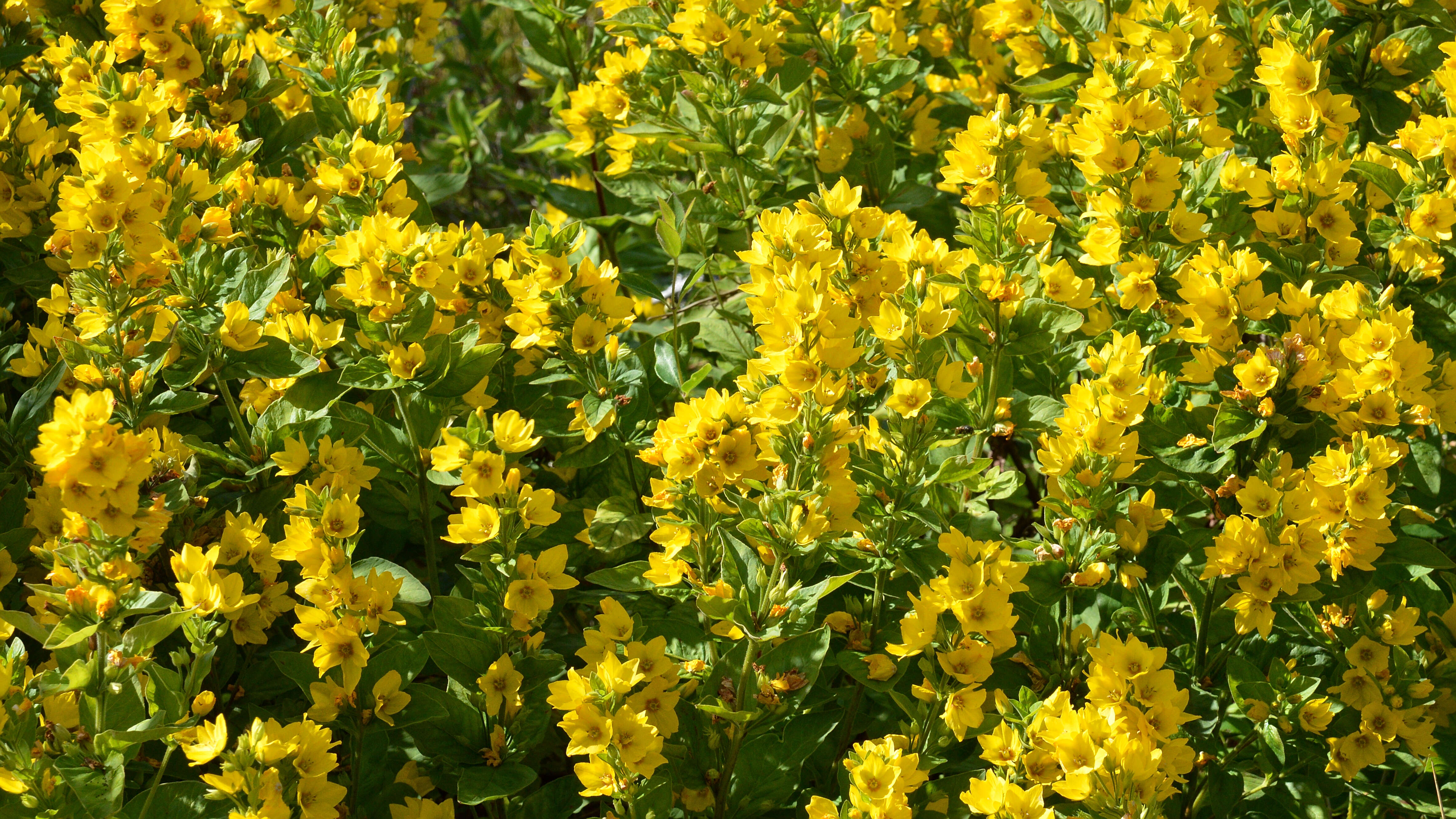 Image of Dotted Loosestrife