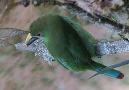 Image of Greyish-throated Toucanet