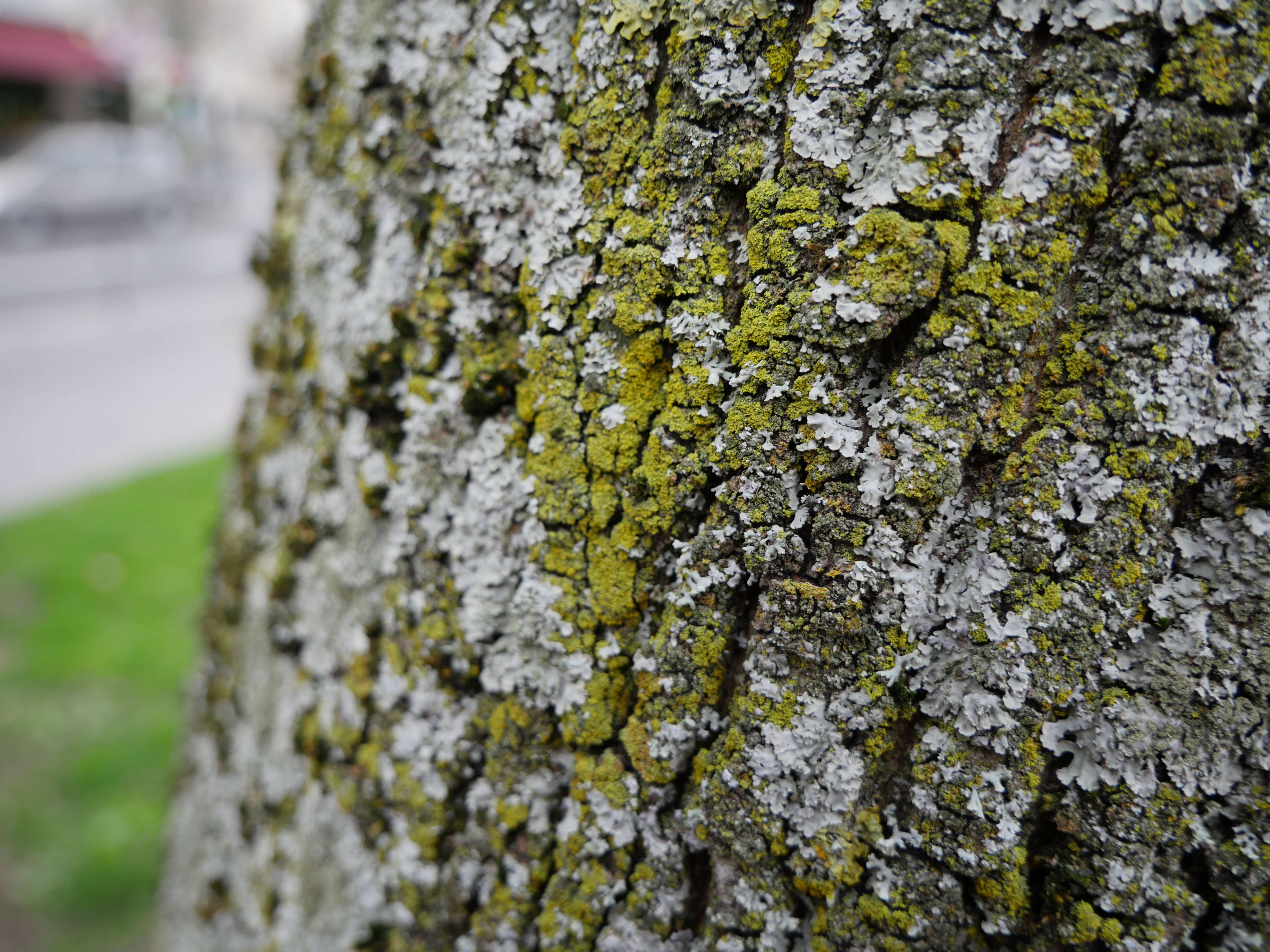 Image of lemon lichen