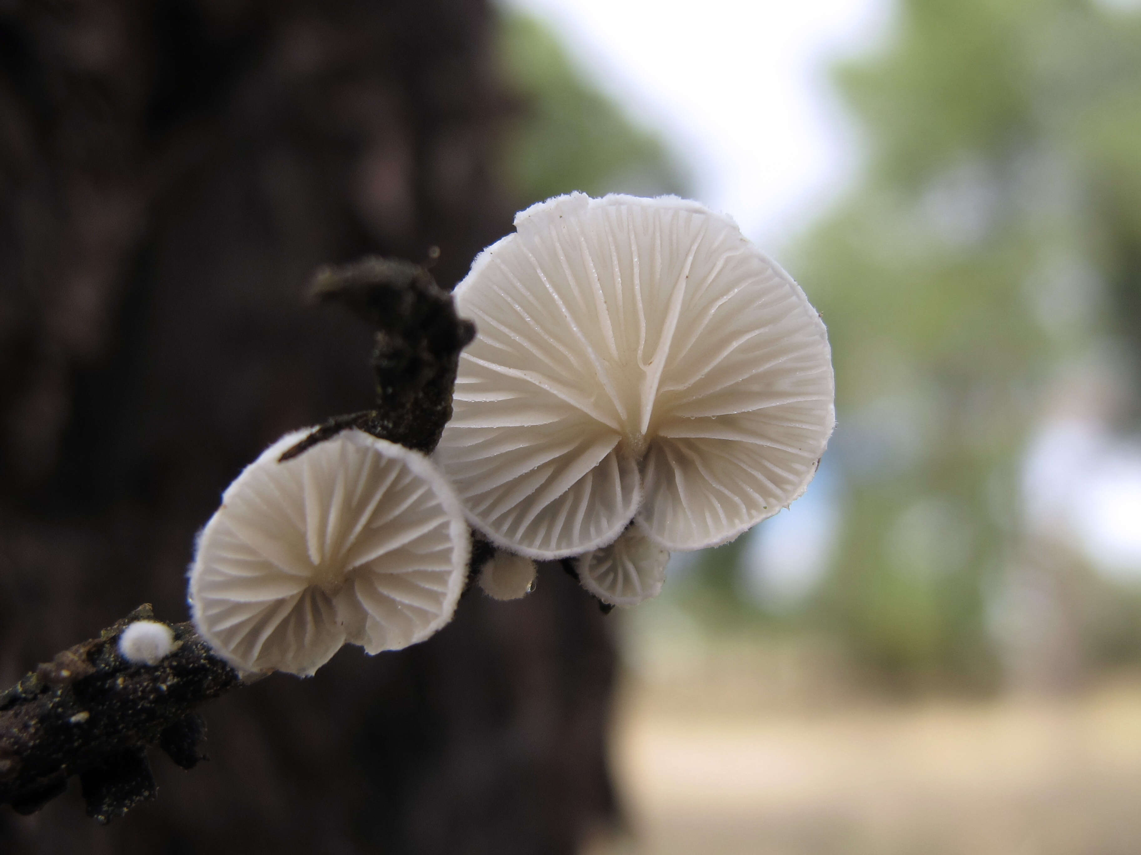 Image of Crepidotus variabilis (Pers.) P. Kumm. 1871