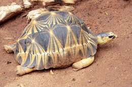 Image of Radiated Tortoise