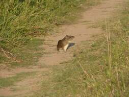 Image of Brazilian Guinea Pig