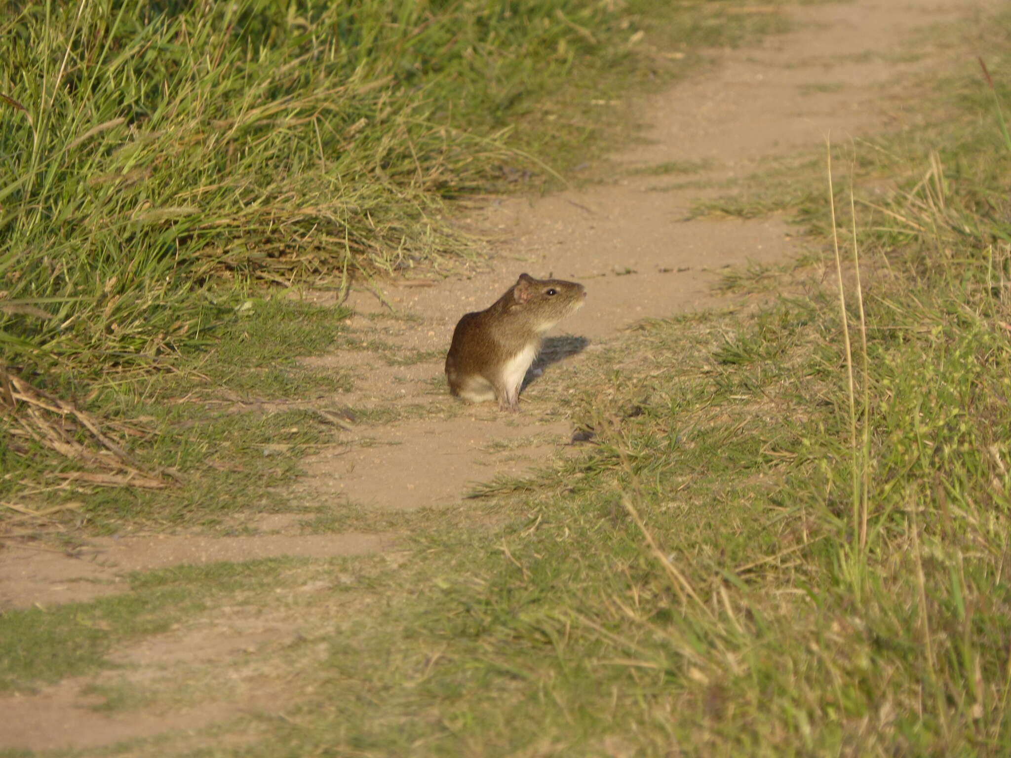 Image of Brazilian Guinea Pig