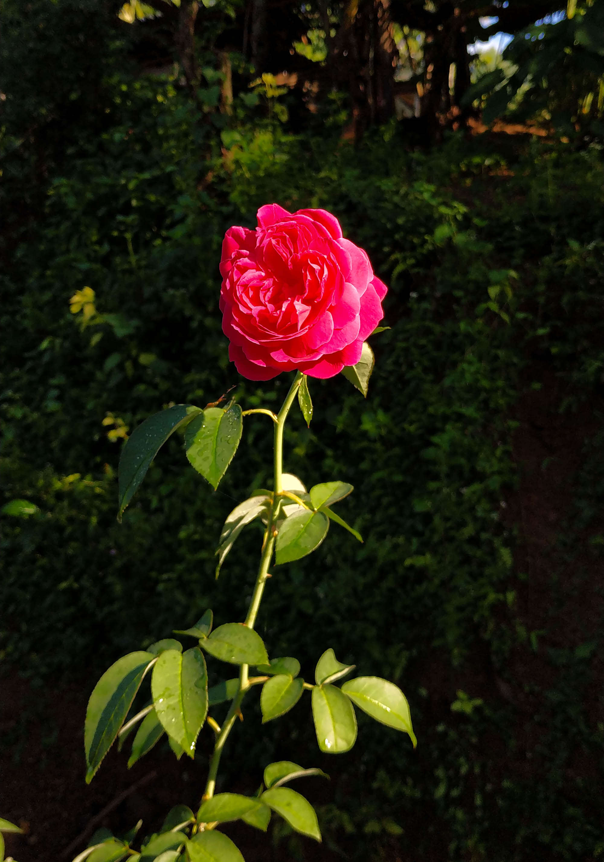 Image of cabbage rose