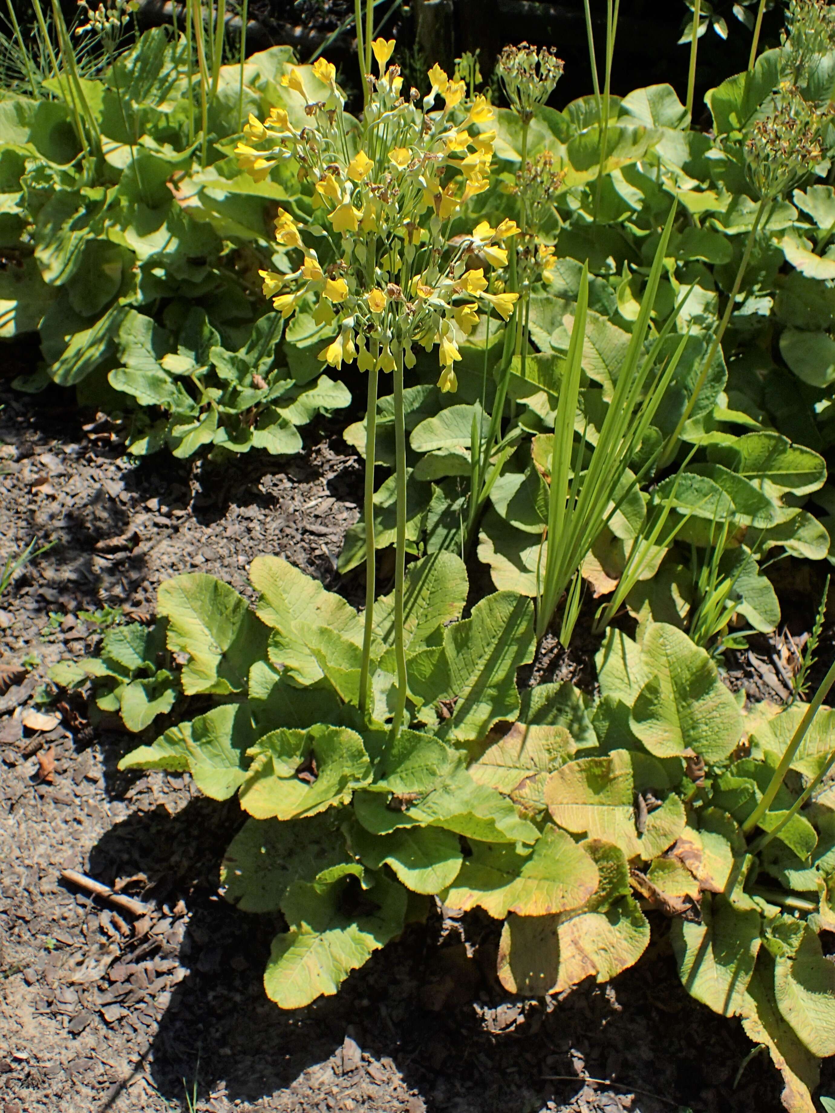 Image of Primula florindae Kingdon-Ward