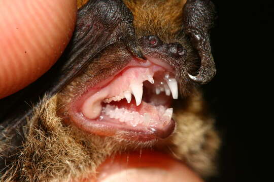 Image of Kuhl's Pipistrelle