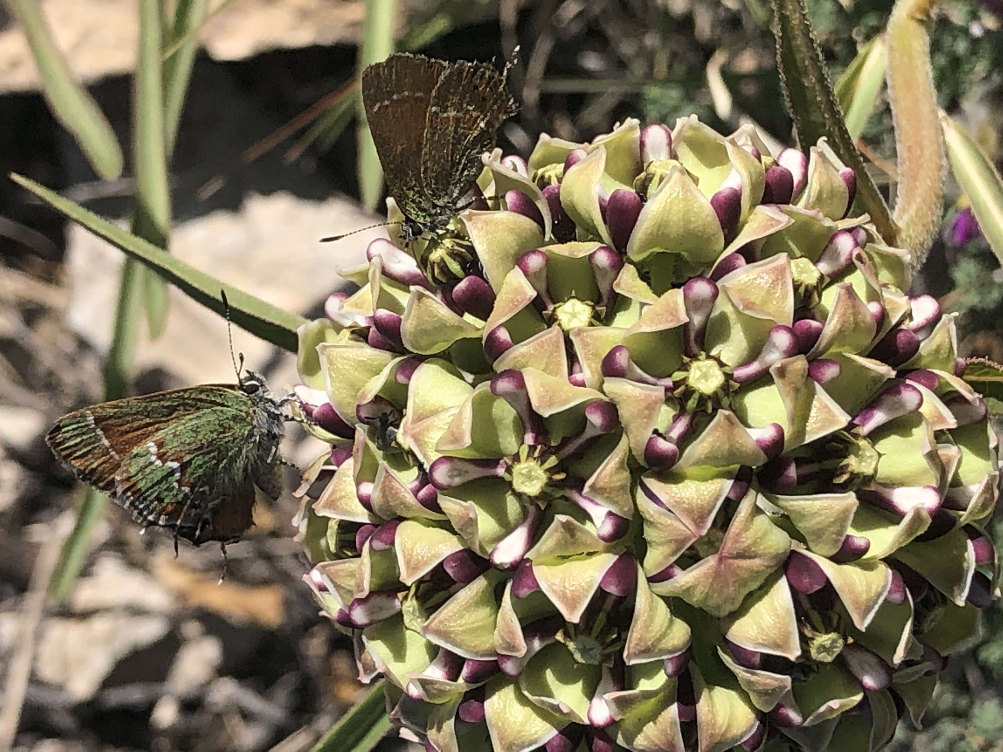 Image of spider milkweed