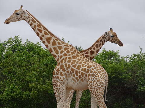 Image of West African Giraffe