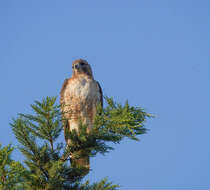 Image of Red-tailed Hawk