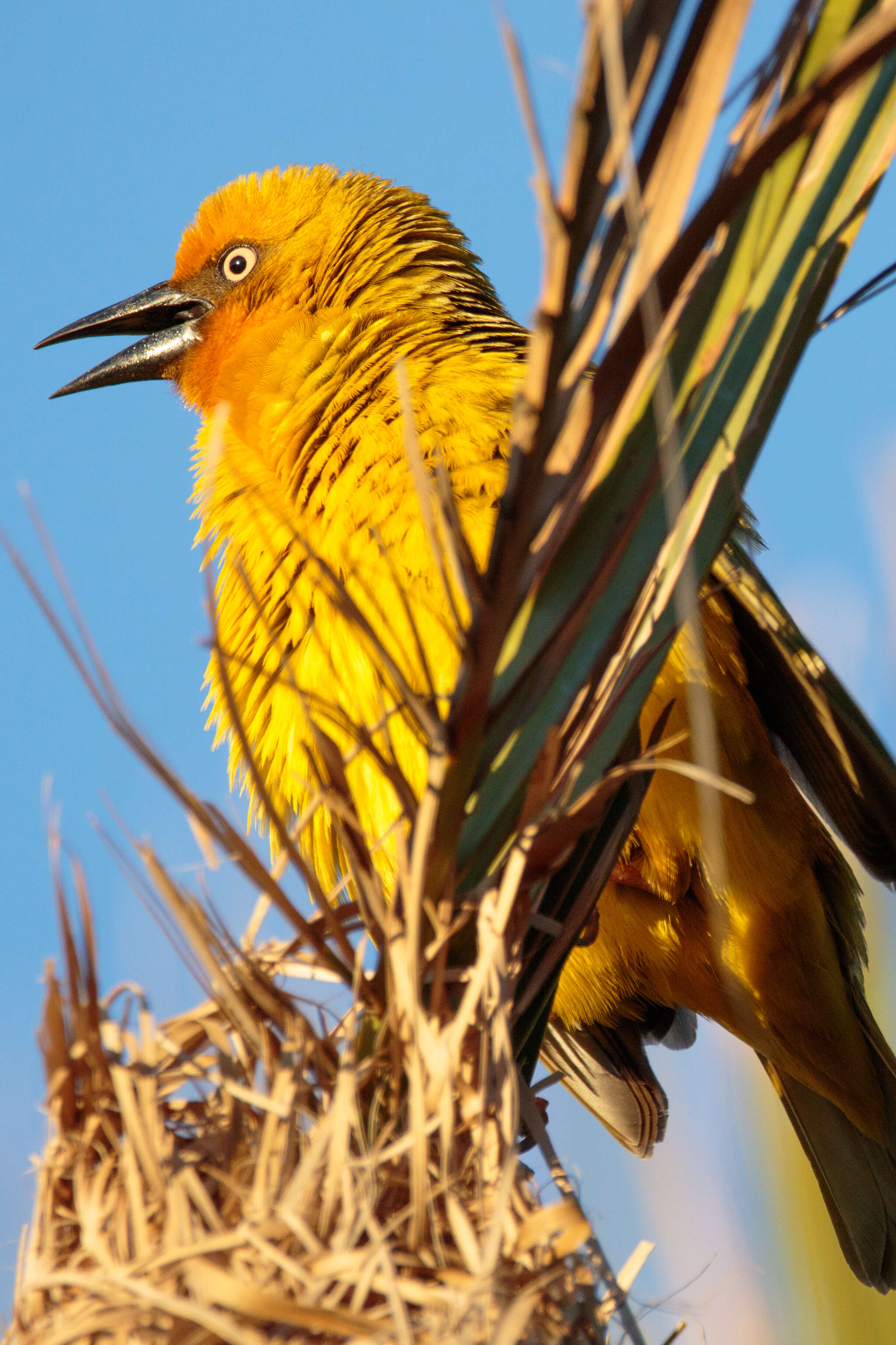 Image of Cape Weaver