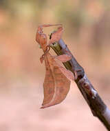 Image of Leaf insects