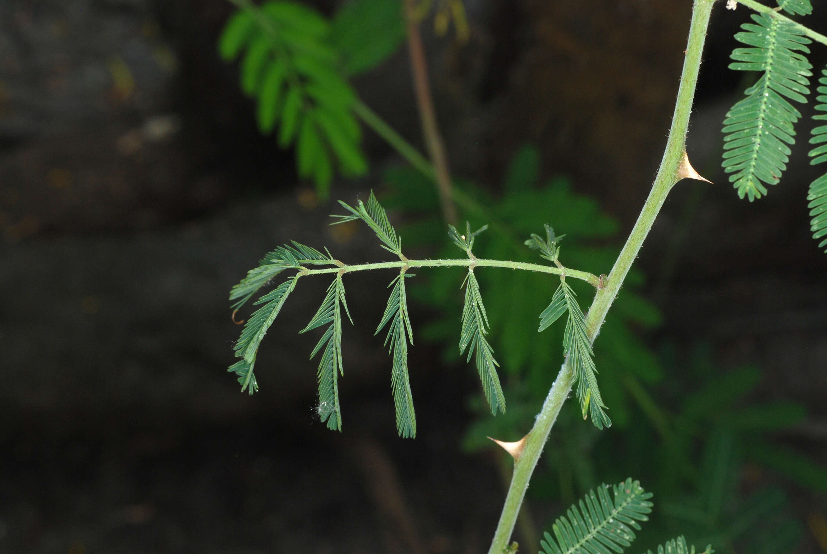 Plancia ëd Mimosa pigra L.