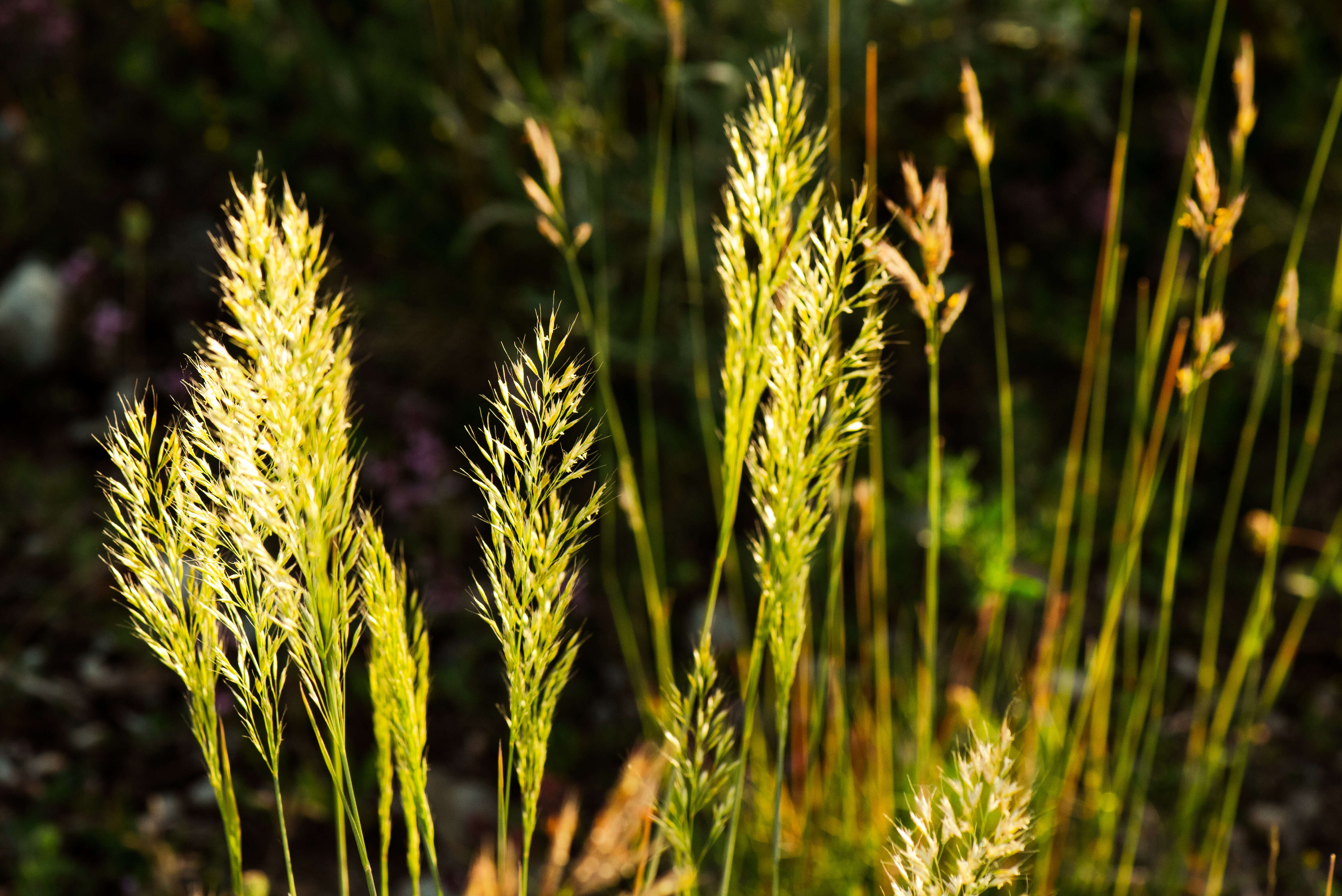 Image of golden oat grass