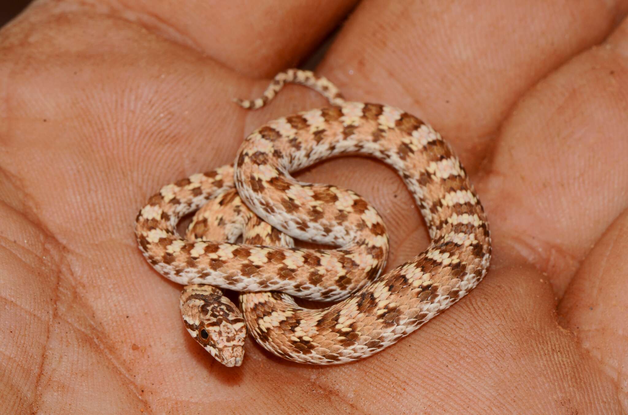 Image of Dwarf Beaked Snake