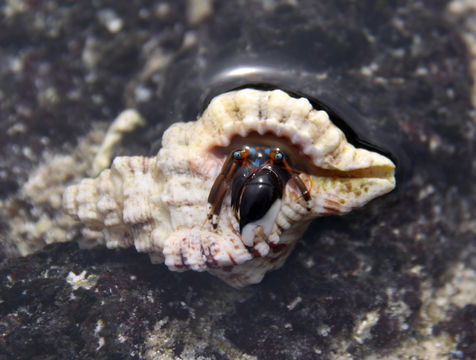 Image of Hawaiian hermit