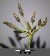 Image of Scirpus radicans Schkuhr