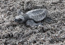 Image of Olive Ridley