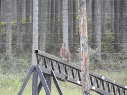 Image of Gray Francolin