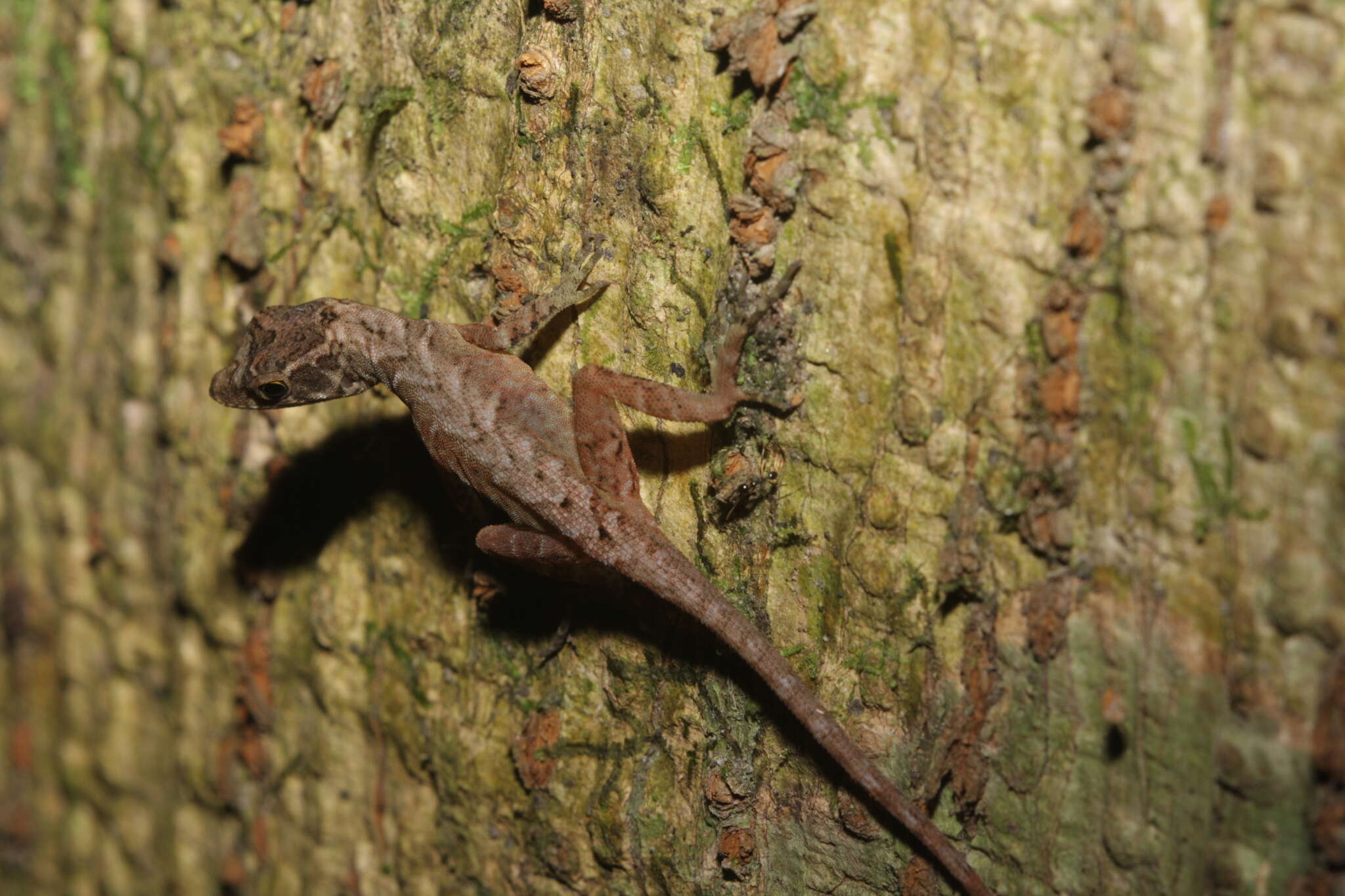 Image of Humble Anole