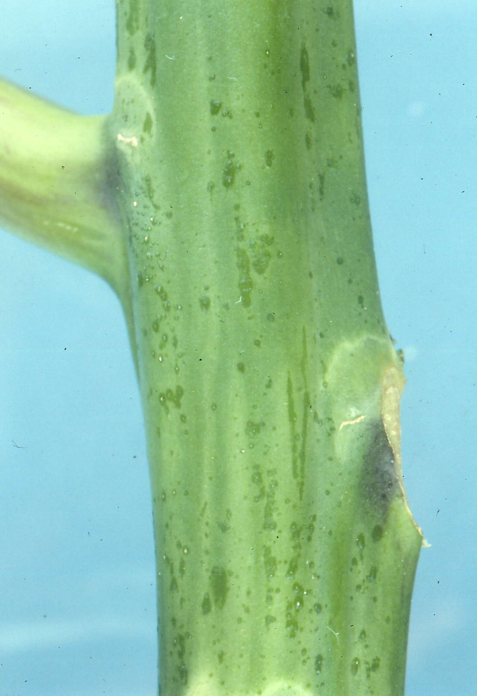 Image of Papaya ringspot virus