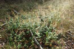 Слика од Teucrium scorodonia L.