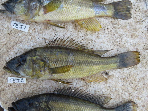 18.https www inaturalist org photos 6311789.580x360
