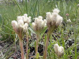 Imagem de Antennaria parvifolia Nutt.