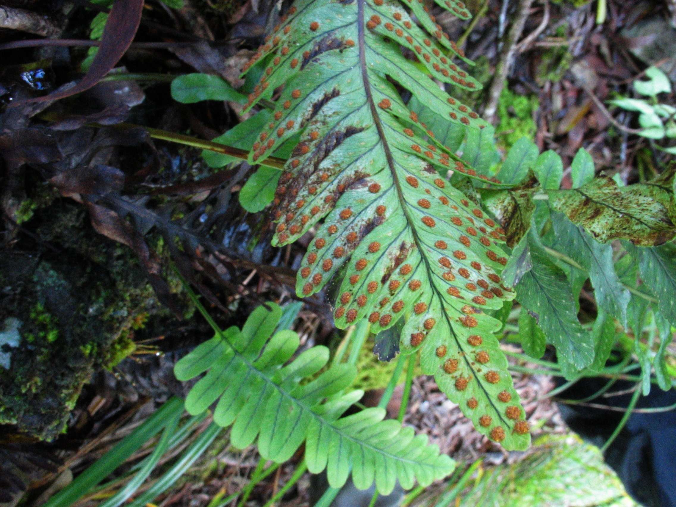 Image de Polypodium pellucidum Kaulf.