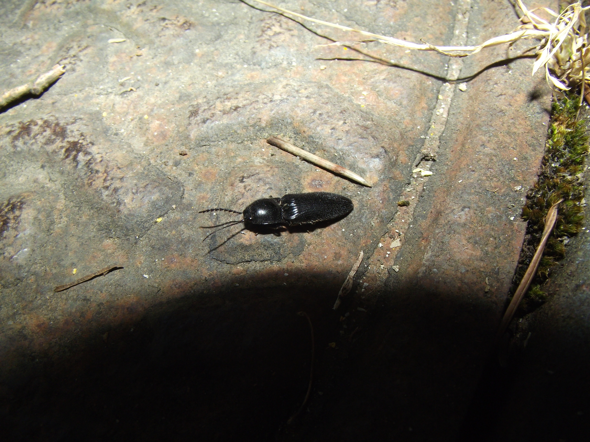 Image of <i>Hemicrepidius hirtus</i>