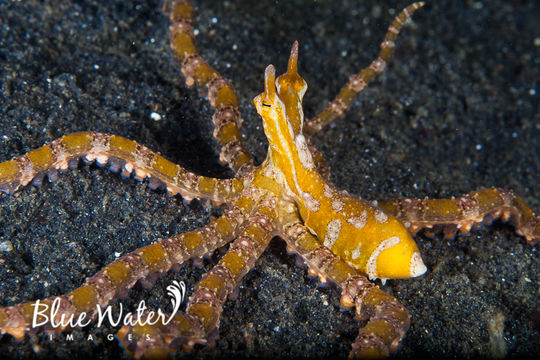 Image of Wunderpus photogenicus Hochberg, Norman & Finn 2006