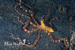 Image of The wonderpus octopus