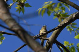 Imagem de Setophaga caerulescens (Gmelin & JF 1789)