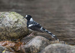 Image of Spotted Forktail