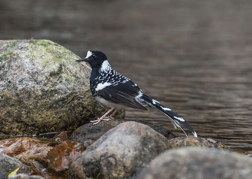 Image of Spotted Forktail