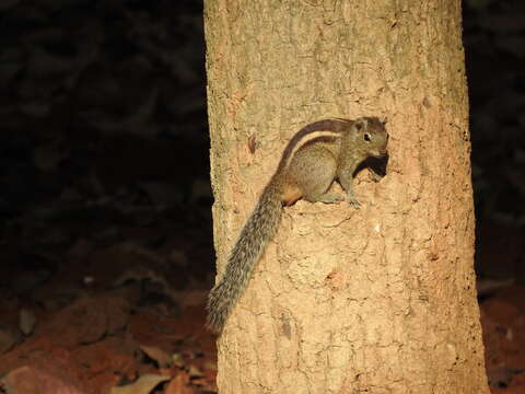 Image of Indian palm squirrel