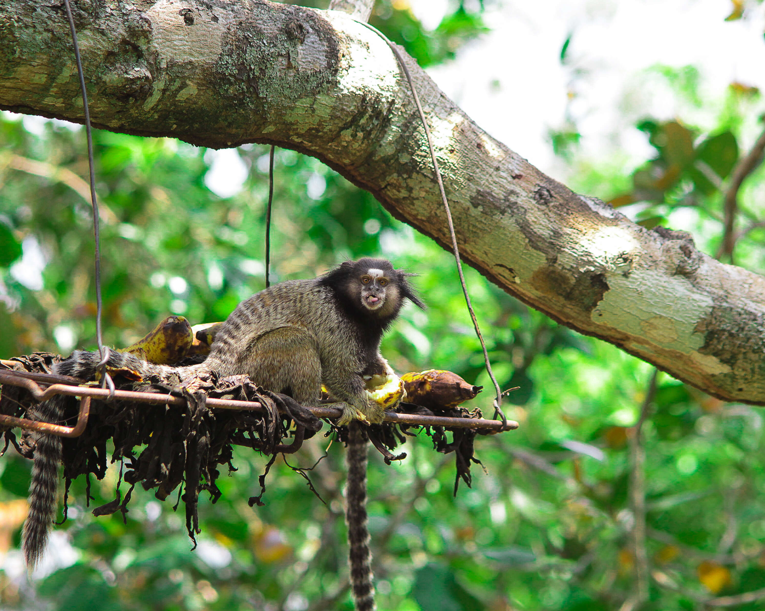 Image of Common Marmoset