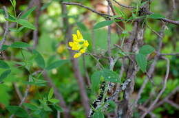 Слика од Lathyrus pratensis L.