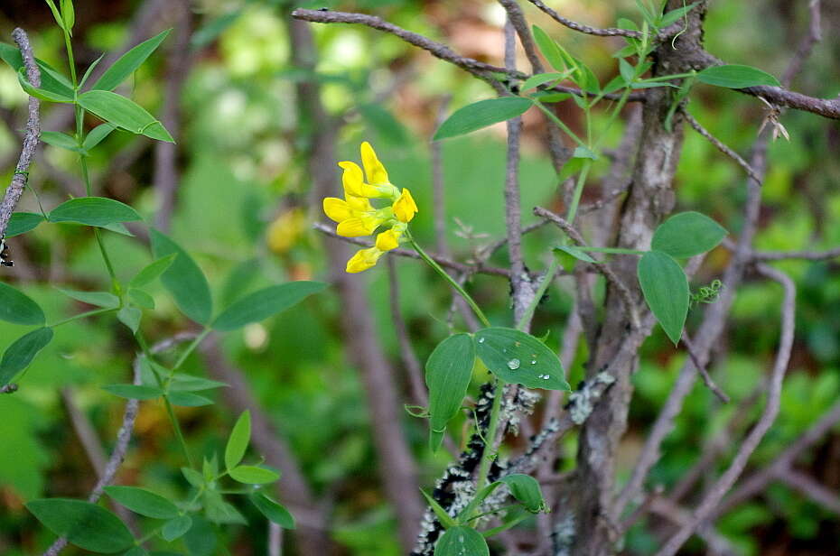 Слика од Lathyrus pratensis L.