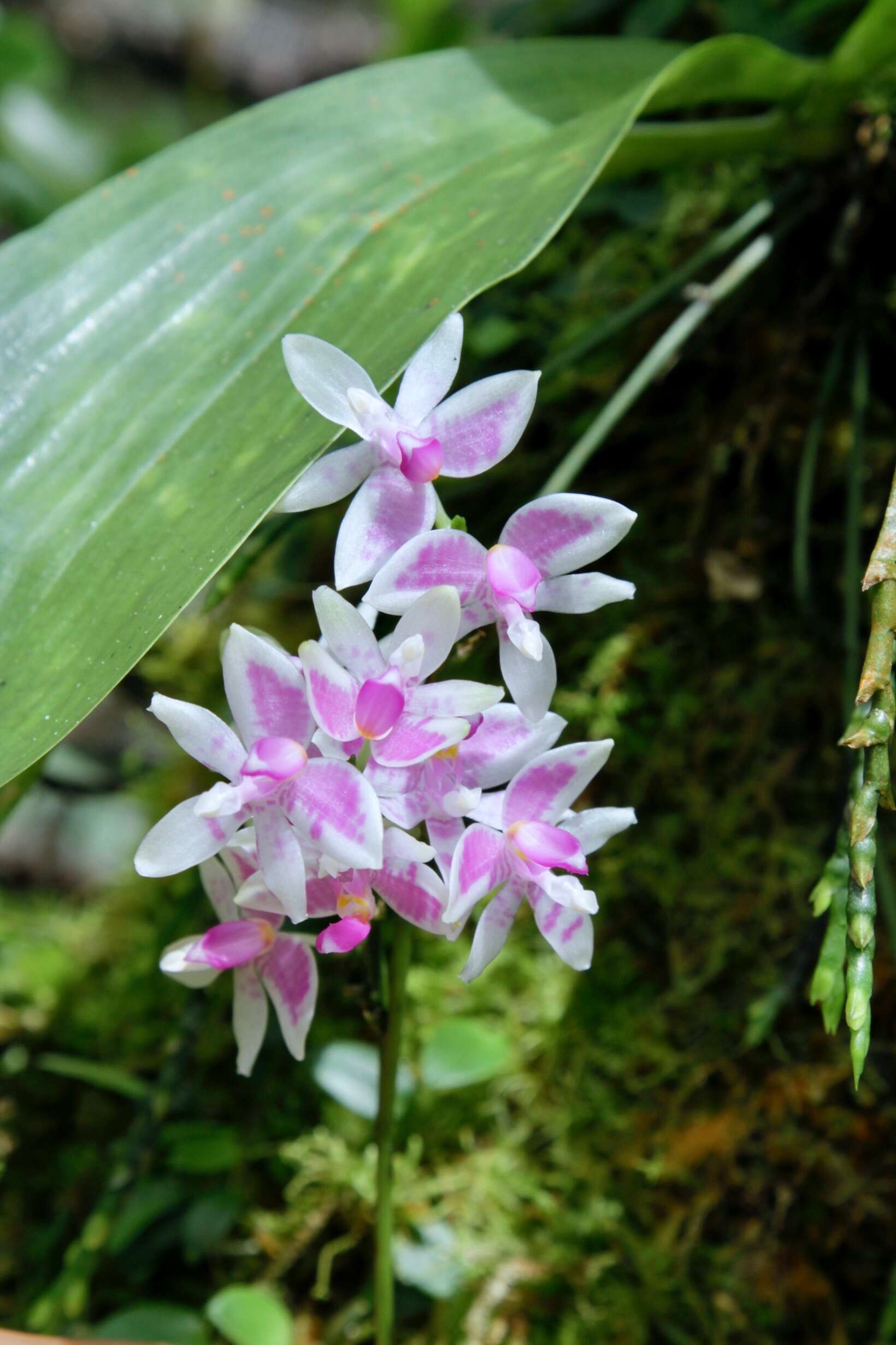 Image of Phalaenopsis modesta J. J. Sm.