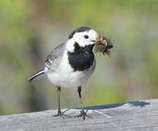 Image of Pied Wagtail and White Wagtail