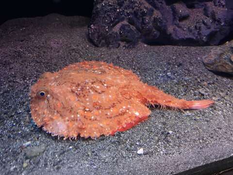 Image of Starry handfish